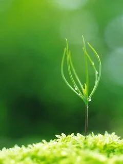 《欢舞笑歌》小说封面