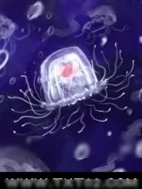 《小水母的海底历险记》小说封面