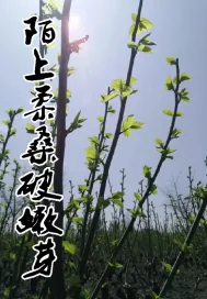《陌上柔桑破嫩芽》小说封面