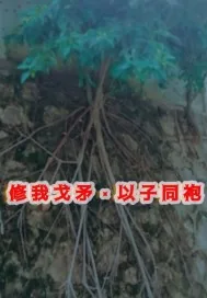 《修我戈矛与子同袍》小说封面