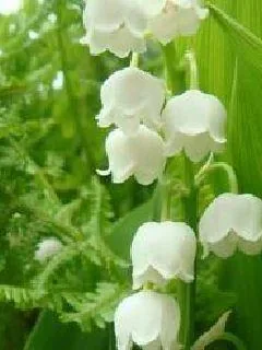 《心有莫灵》小说封面