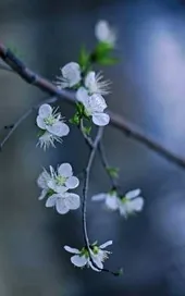 《语落仙山》小说封面